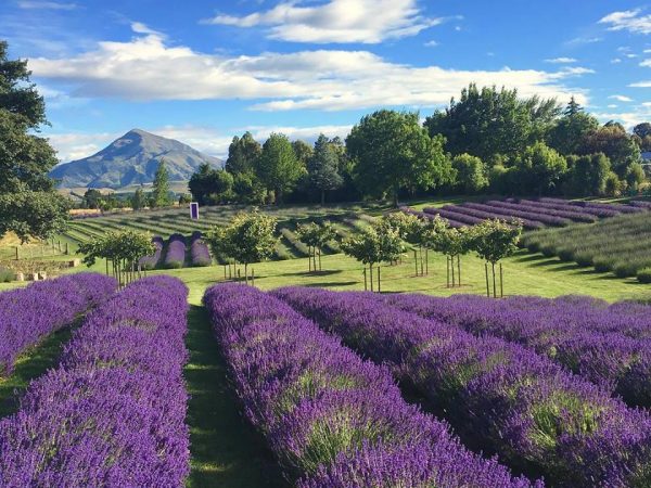 Bring your kids to Wanaka Lavender Farm!!