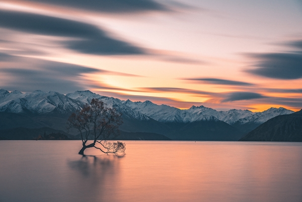 things to do in wanaka - Take a photo with #thatwanakatree