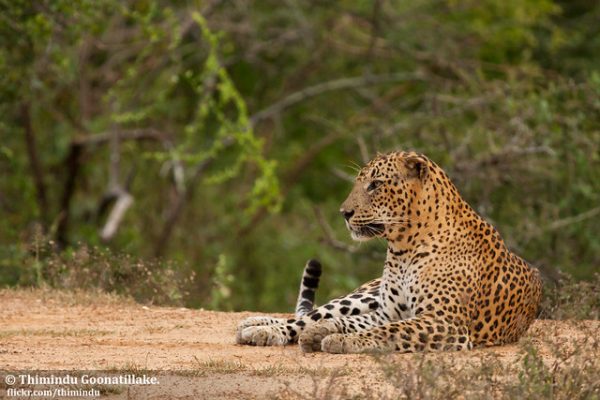 Sri Lankan Leopard @ Yala