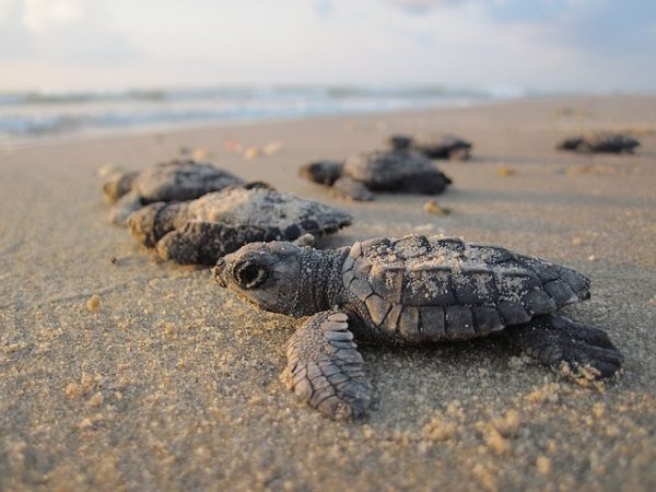 things to do with kids in Sri Lanka - learn about turtle conservation
