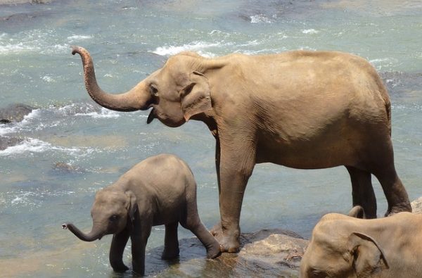safari in sri lanka - happy elephants